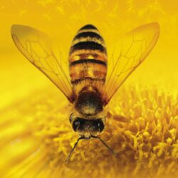 Honey Bee Lavendar Nectar Wallpapers