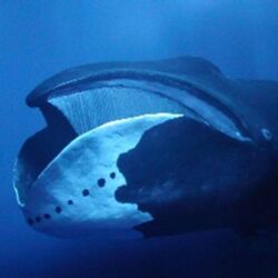 Bowhead whales have a 12