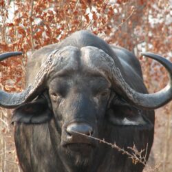 Download Buffalo, Horns Wallpapers
