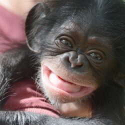 Animal Chimpanzee Baby Image Hd Wallpapers
