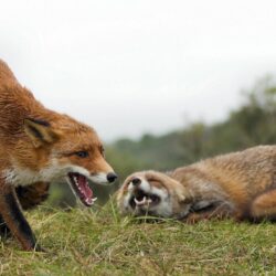 Couple Aggressive Fox Wallpapers Hd : Wallpapers13