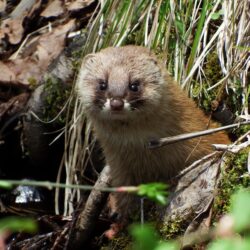What’s ‘weasely’ about wonderful weasels?