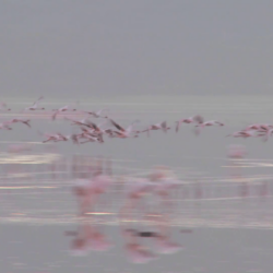 Flamingos flying across Lake Nakuru, Kenya. Stock Video Footage