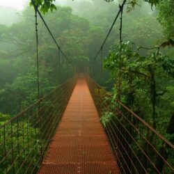 Suspended bridge in the jungle Wallpapers #
