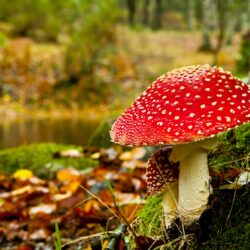 Autumn Mushrooms Wallpapers High Quality