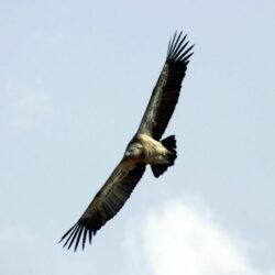 Vulture Overhead wallpapers