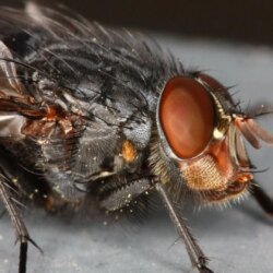 Macro photography of housefly HD wallpapers