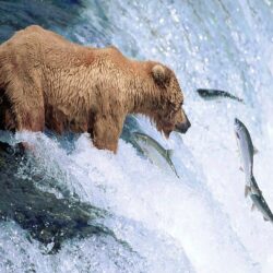 Grizzly Bear Animal Wallpapers
