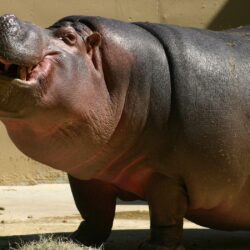Hippopotamus HD Desktop Wallpapers
