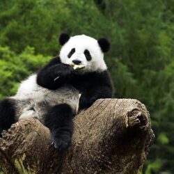 Panda Bear Wallpapers Image & Pictures
