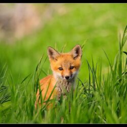 Red Fox wallpapers