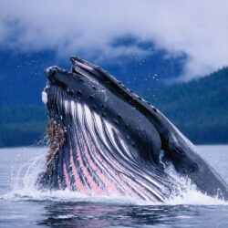 Humpback whales in Alaska Wallpapers