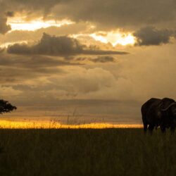 Mara Nyika – Great Plains Conservation