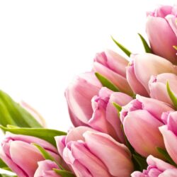 Beauty Tulip Flower Wallpapers Picture Wallpapers
