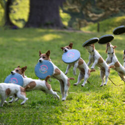 Dog frisbee catch wallpapers