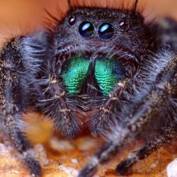 Jumping spider wallpapers #
