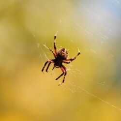 Spider Web Wallpapers 45709 ~ HDWallSource