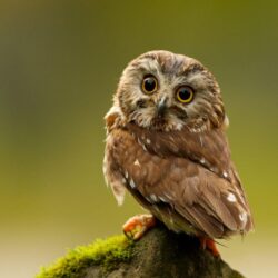 Keywords Owl Owls Bird Birds Hoot Animal Animals Wallpapers
