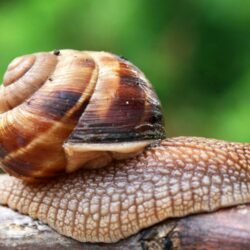 Snail wallpapers, CGI, HQ Snail pictures