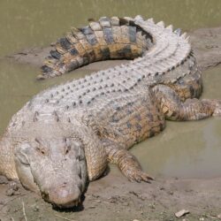 Crocodile Hd Photos