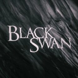 black swan wallpapers hd