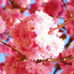 Free HD Cherry Blossom Phone Wallpaper…1021