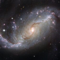 100+ Beautiful Cosmos Photos