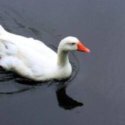 White Duck Swimming in the Water Wallpapers Download