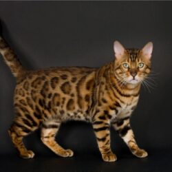 Gorgeous Bengal Cat Wallpapers – Wallpapers Cave Along With Bengal