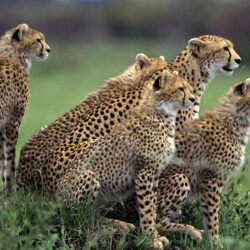 The Cheetah Orphans Download Wallpapers Nature PX