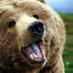 Download Grizzly Bears High Definition Wallpapers