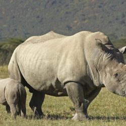 Rhino Full HD Wallpapers and Backgrounds Image