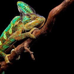 Download wallpapers chameleon, reptile, branch full hd