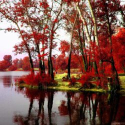 Rivers: RIVER BANK TREES Autumn Riverbank HD Wallpapers for HD 16:9