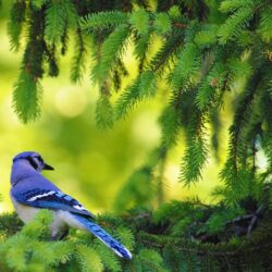 American Blue Jay wallpapers