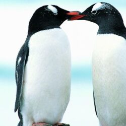 Penguin Wallpapers