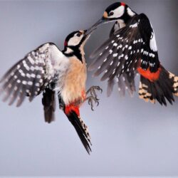 Great Spotted Woodpeckers HD Wallpapers