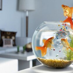 Goldfish getting their own food HD Wallpapers