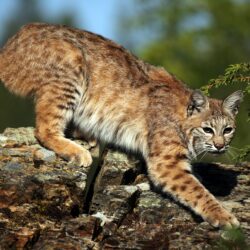 Bobcat Image