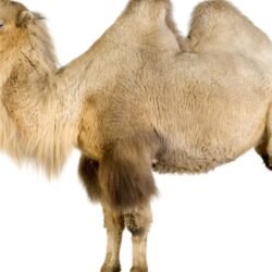 Camel on white wallpapers