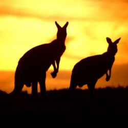 Crossfit Never Quit: Australia day