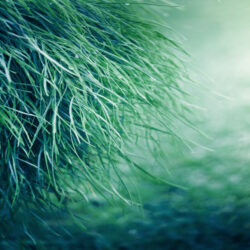 Pure Grass Wallpapers