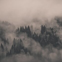 Mist : wallpapers
