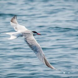 White and grey bird near body of water, common tern HD