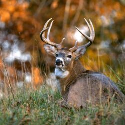 Wallpapers For > Whitetail Deer Wallpapers