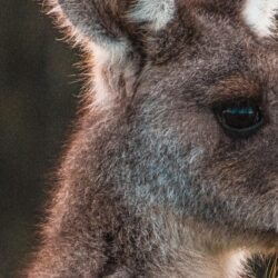 Animal Kangaroo Face Wallpapers