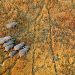 nature, Landscape, Plains, Animals, Wildlife, Elephants, Aerial