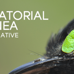 Equatorial Guinea Bird Initiative: Science in Africa! by Dr. Luke L