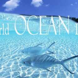 World Ocean Day Hd Wallpapers