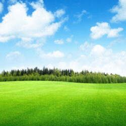 Grass Wallpapers – Scalsys